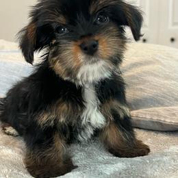 Zane - Black and tan male Yorkshire Terrier puppy in Jacksonville, Florida from The Yorkie Shack