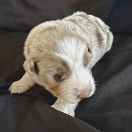 Marsha - Red merle female Australian Shepherd puppy in Atkinson, Illinois from Diamond Ridge Aussies