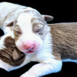 Storm - Lilac male Border Collie puppy in Cedar Springs, Michigan from Lyncroft Border Collies