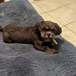 Wall-E - Shih Tzu