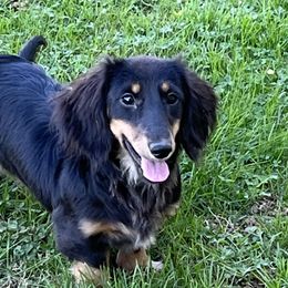 Prissy - Dachshund
