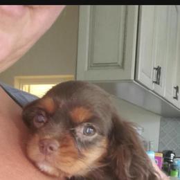 Cavalier King Charles Spaniel Puppies from Stargazer Cavaliers