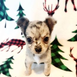 Bitty - Merle female Chihuahua puppy in Henderson, Kentucky from Western Kentucky Chihuahua’s and Chinese Crested’s