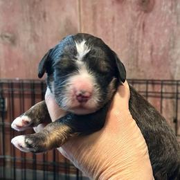 Boy 2 - Sable male Bernedoodle puppy in Kansas City, Missouri from Beary GoldenDoodles