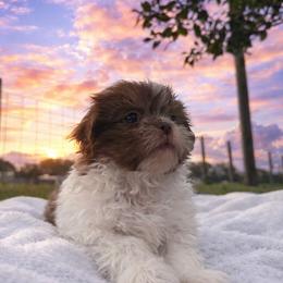 Shih Tzu Puppies from Amarilys ShihTzus & Poodles