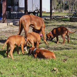 Rhodesian Ridgeback Puppies from Mafigeni Ridgebacks