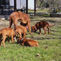 Rhodesian Ridgeback Puppies from Mafigeni Ridgebacks