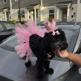 Storm - Cavapoo