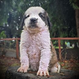 Flurry - White and brown male Saint Bernard puppy in Castle Rock, Washington from PNW Saint Berdoodles