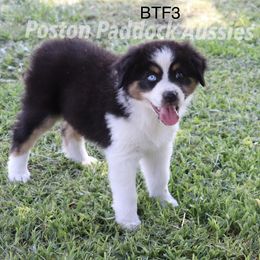 "$500" Aussiedoodle, Australian Shepherd, and Miniature Australian Shepherd Puppies from Poston Paddock Aussies LLC