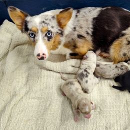 Pikachu - American Corgi
