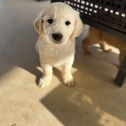 Golden Retriever Puppies from Sunshine Mountain Retrievers