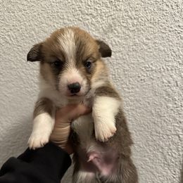 Kalvin - Red male Pembroke Welsh Corgi puppy in Helmville, Montana from Calie’s Corgis