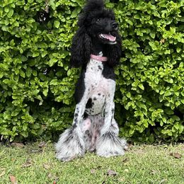 Goldendoodle and Poodle All Grown Up from Mother of Doodles
