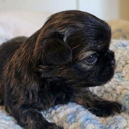 Gage - Black and tan male Shih Tzu puppy in Los Banos And Bay Area, California from Shantii's Shih Tzu's