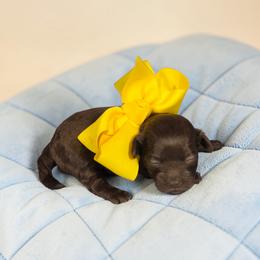 Daisy, Yellow girl - Brown female Shihpoo puppy in Delphos, Ohio from Route 66 Poodles & Doodles, Sapphire Shih-tzu's of Ohio