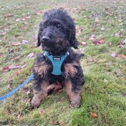 Rouge (red color) - Phantom male Goldendoodle puppy in Stevensville, Montana from 3 Willows Doodles
