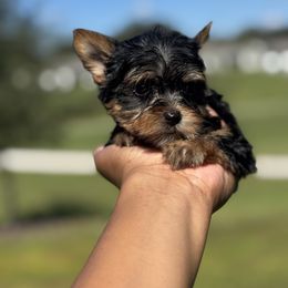 Brooklyn - Black and tan female Yorkshire Terrier puppy in Deltona, Florida from Poodles by CNC