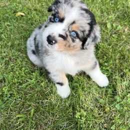 Australian Shepherd Puppies from HomeGrown Aussies