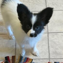Female Puppy 4 - White and black female Papillon puppy in Kenly, North Carolina from Otto’s Papillons