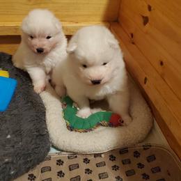 Samoyed Puppies from Limelight Samoyeds