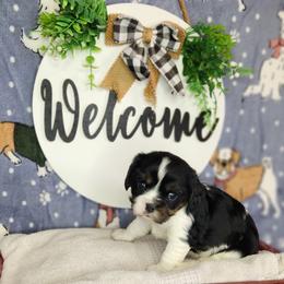 Molly - Tri-color female Cavalier King Charles Spaniel puppy in Marshfield, Missouri from Clearview Kennels