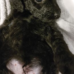 Pearl - Goldendoodle puppy in Salem, Alabama from Oddles Of Doodles