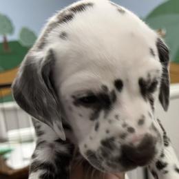 Girl 1 - White and liver brown Dalmatian puppy in West Lafayette, Indiana from Celestial Fyre Dalmatians