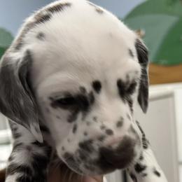 Girl 1 - White and liver brown Dalmatian puppy in West Lafayette, Indiana from Celestial Fyre Dalmatians