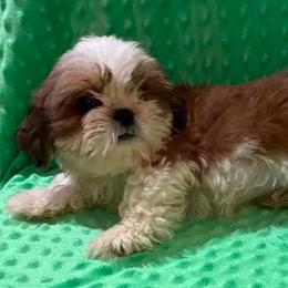 Hadley - Gold and white male Shih Tzu puppy in Corpus Christi, Texas from Pam Crump Shih Tzu