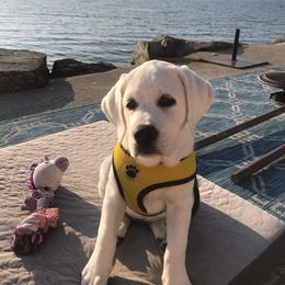 Labrador Retriever Puppies from Fidelity Farm Labradors
