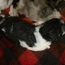 Bambam - Black and white male Aussiedoodle puppy in Galena, Illinois from Perry's doodles