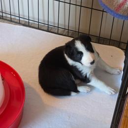Ash Fork - Black and white female Border Collie puppy in Chino Valley, Arizona from Dog Pond Border Collies