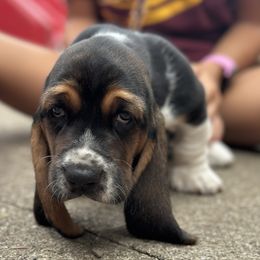 Waiting for her furever home to name her - Black brown and white female Basset Hound puppy in Novi, Michigan from Basset Hound Puppies of Michigan