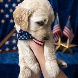 Spark - Cream male Goldendoodle puppy in Clifton, Arizona from Denim & Doodles