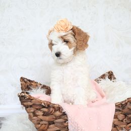 Goldendoodle Puppies from Serene Canyon Doodles