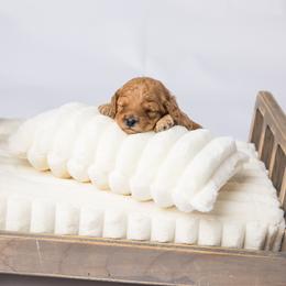Cavapoo Puppies from North Ranch Doodles