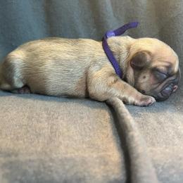Purple  collar female OFA'd parents - Fawn female French Bulldog puppy in Billings, Montana from Montana Made Frenchies