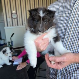 Nyx - Black and white female Shetland Sheepdog puppy in Lake Cumberland Area, Kentucky from Whitehaven Farm Shelties