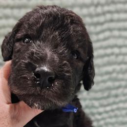 Munchkin - Blue male Bedlington Terrier puppy in Rincon, Georgia from Prismic Bedlington Terriers