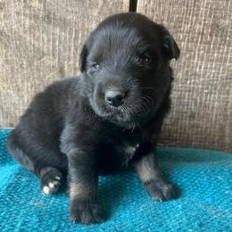 Hickory nut - Black tri-color male Australian Shepherd puppy in Whitwell, Tennessee from Owl Hollow Farm