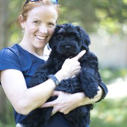 Bergamasco Sheepdog Puppies from Alp Angel Bergamascos