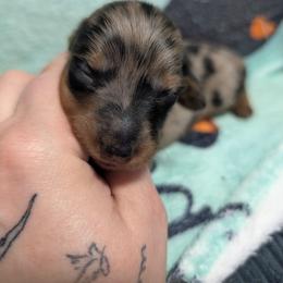 Gunther - Dapple male Dachshund puppy in Barnard, Missouri from KB Doxies