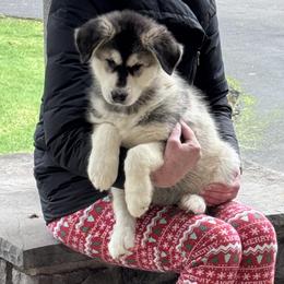 Angel - Seal and white female Alaskan Malamute puppy in Sandy, Oregon from NORTH WINDS ALASKAN MALAMUTES