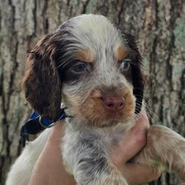 Dark Blue Collar Male - Tri-Roan male English Springer Spaniel puppy in Henagar, Alabama from Windy Oak Kennels
