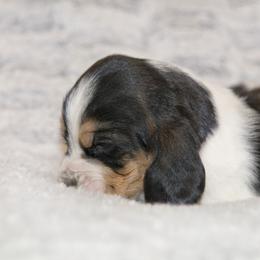 Charley is a ACK Basset Hound - Black brown and white male Basset Hound puppy in Middle Ga 1.5 Hrs From Atlanta, Georgia from Mountain Ridge Basset Hounds
