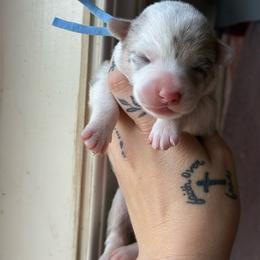 Pepper - Blue merle and white female American Corgi puppy in Aberdeen, Washington from Coastal country Farms