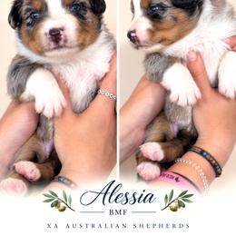 Alessia - Blue merle female Australian Shepherd puppy in Gowen, Michigan from XA AUSTRALIAN SHEPHERDS