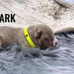 Boy 4 - Fawn American Bully puppy in Eagle River, Alaska from 49th State Kennels