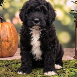 Stark (Iron Man) - Black male Poodle puppy in Lecanto, Florida from Lecanto Puppy